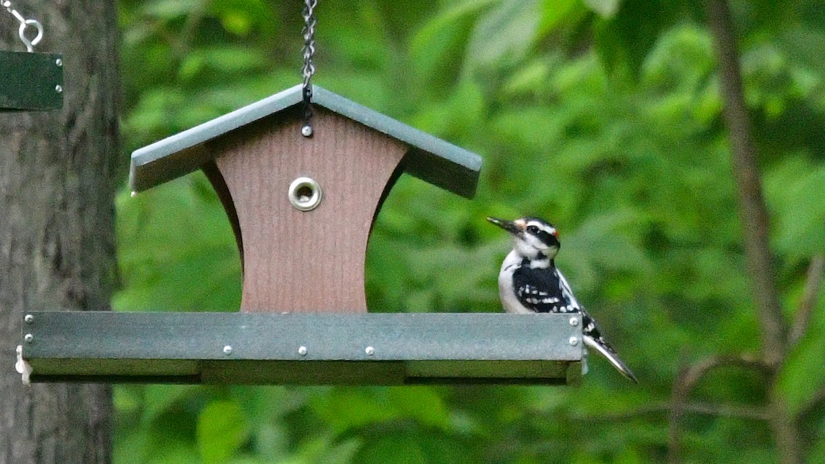Hairy Woodpecker (Eastern) - Carl Winstead