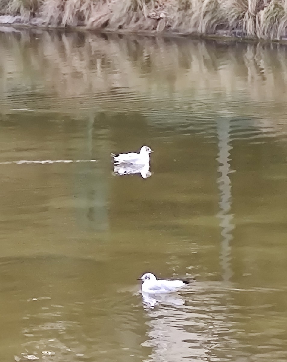 Black-headed Gull - Amélie S