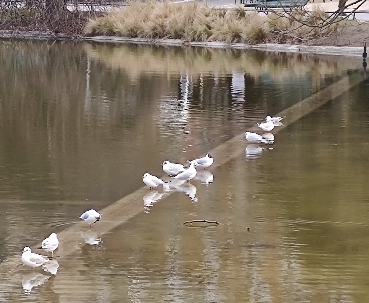 Black-headed Gull - Amélie S