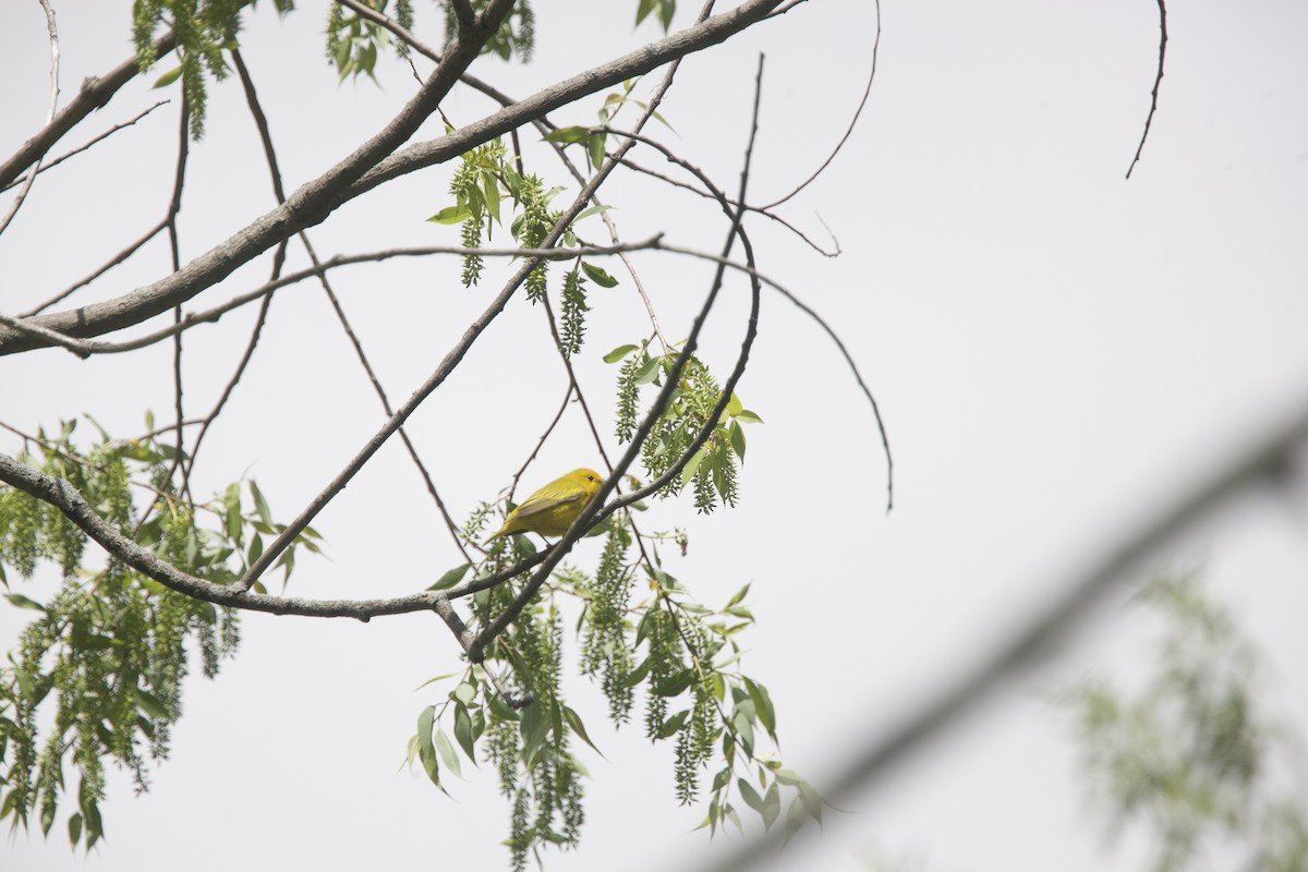 Yellow Warbler - Paul Miller