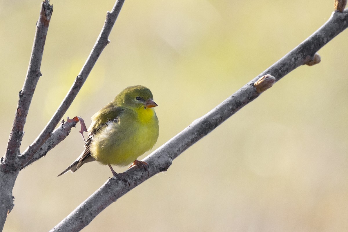 American Goldfinch - Maurice Pitre