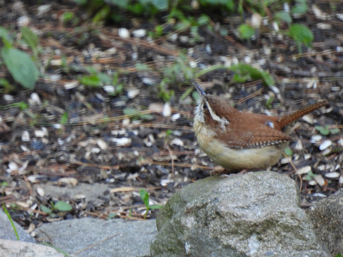 Carolina Wren - ML618813375