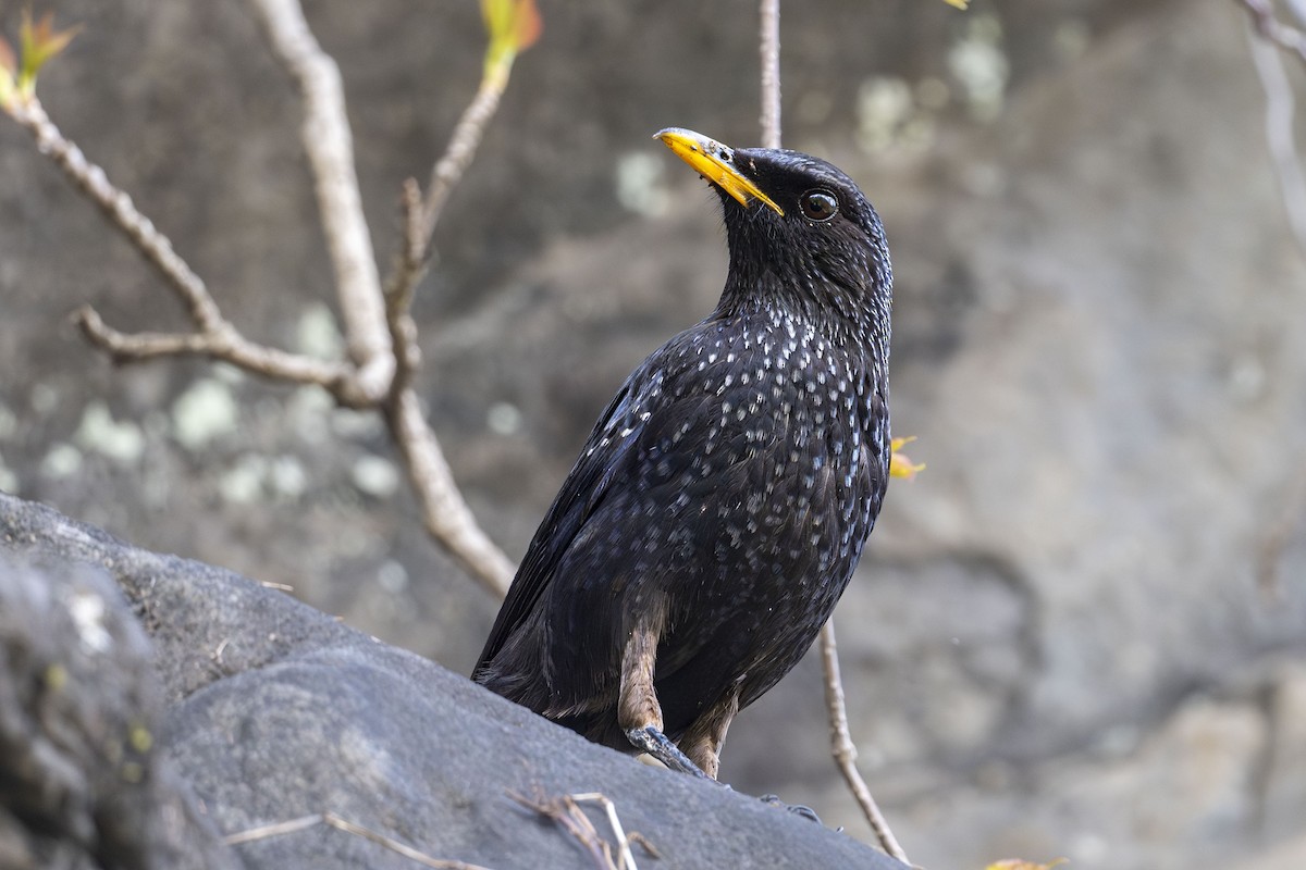 Blue Whistling-Thrush - Vivek Saggar