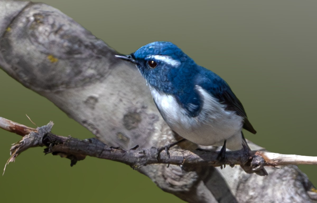 Ultramarine Flycatcher - Vivek Saggar