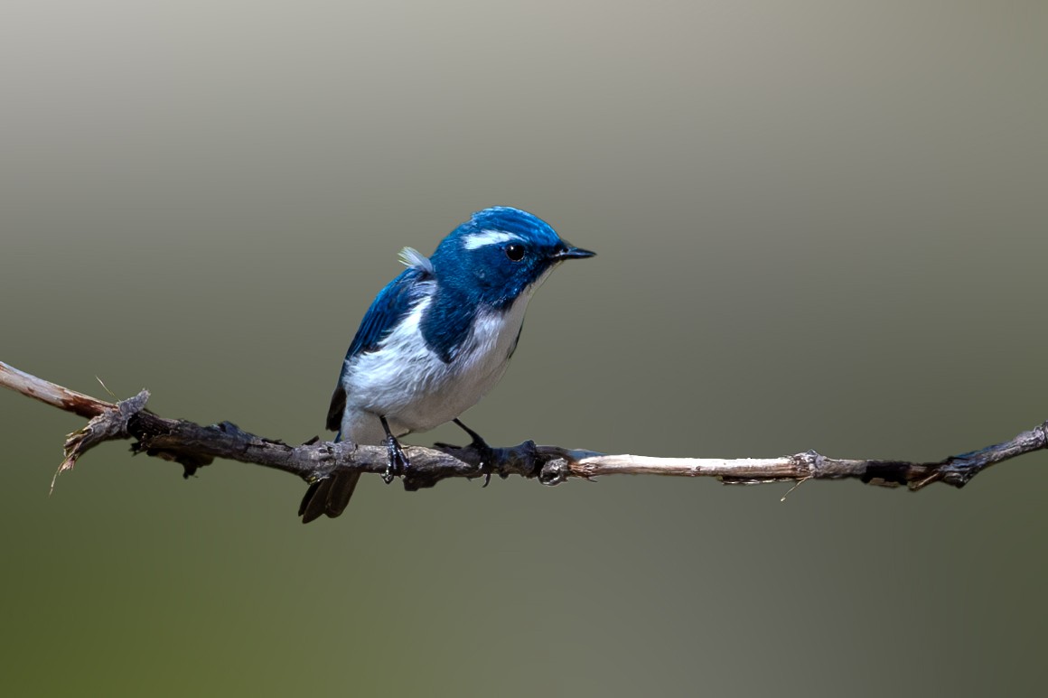 Ultramarine Flycatcher - Vivek Saggar