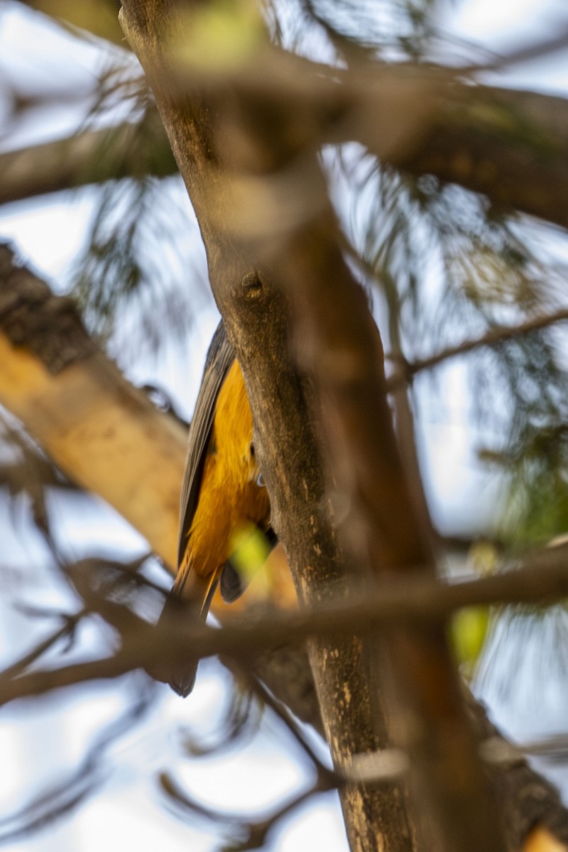 Blue-fronted Redstart - ML618813396