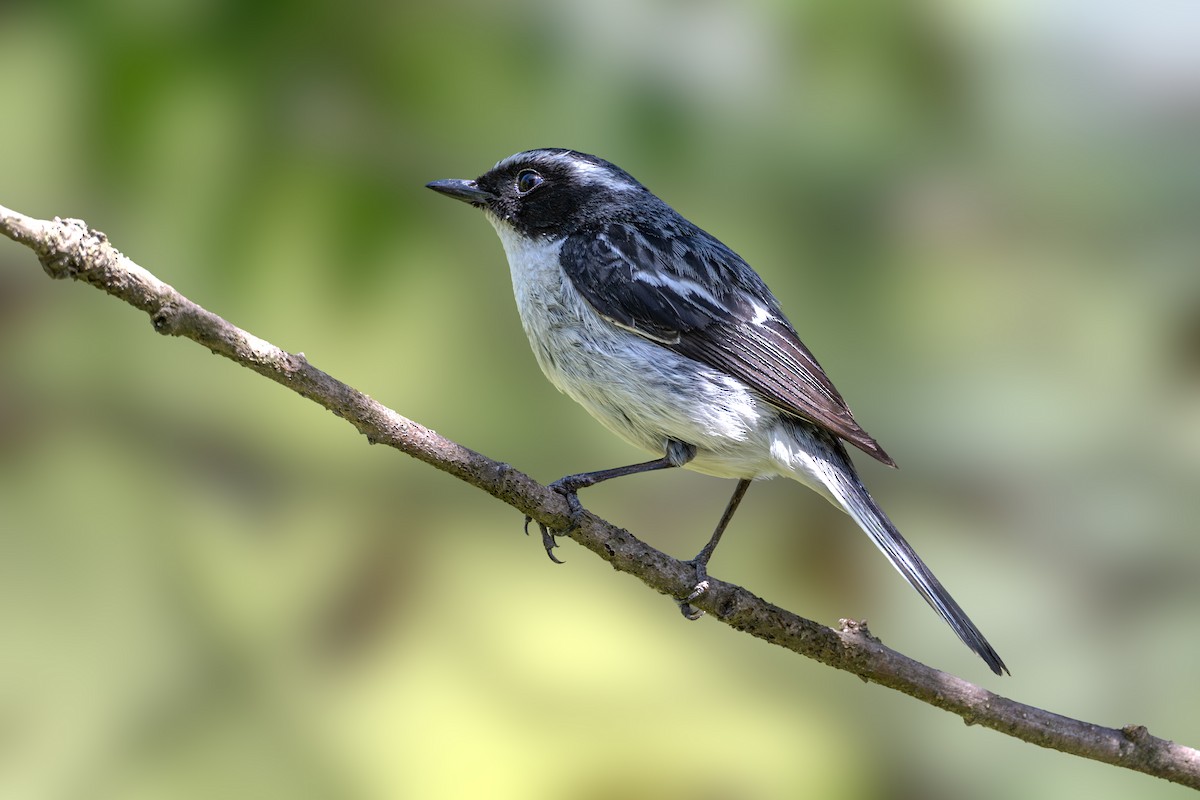 Gray Bushchat - Vivek Saggar