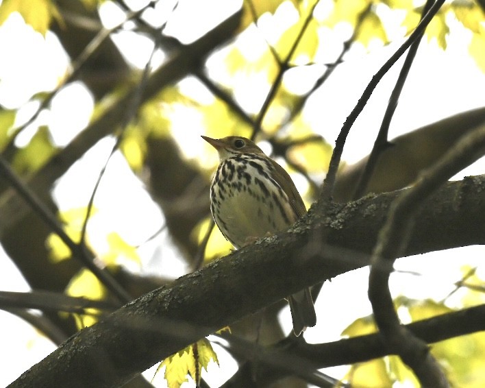 Ovenbird - Heather Pickard