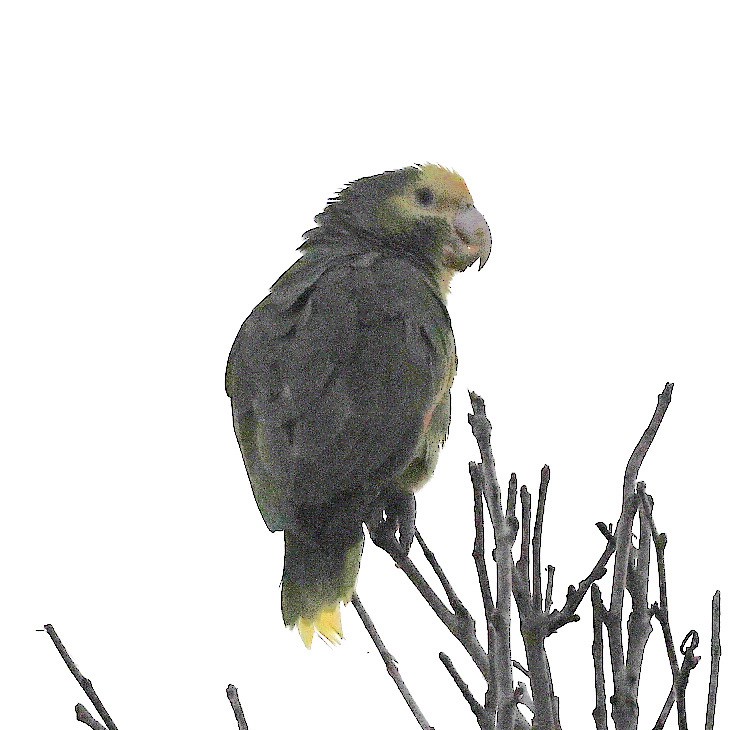 Yellow-headed Parrot - Emilie Strauss
