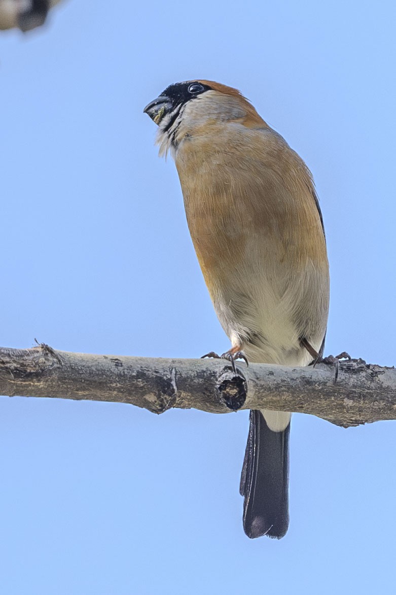 Red-headed Bullfinch - Vivek Saggar