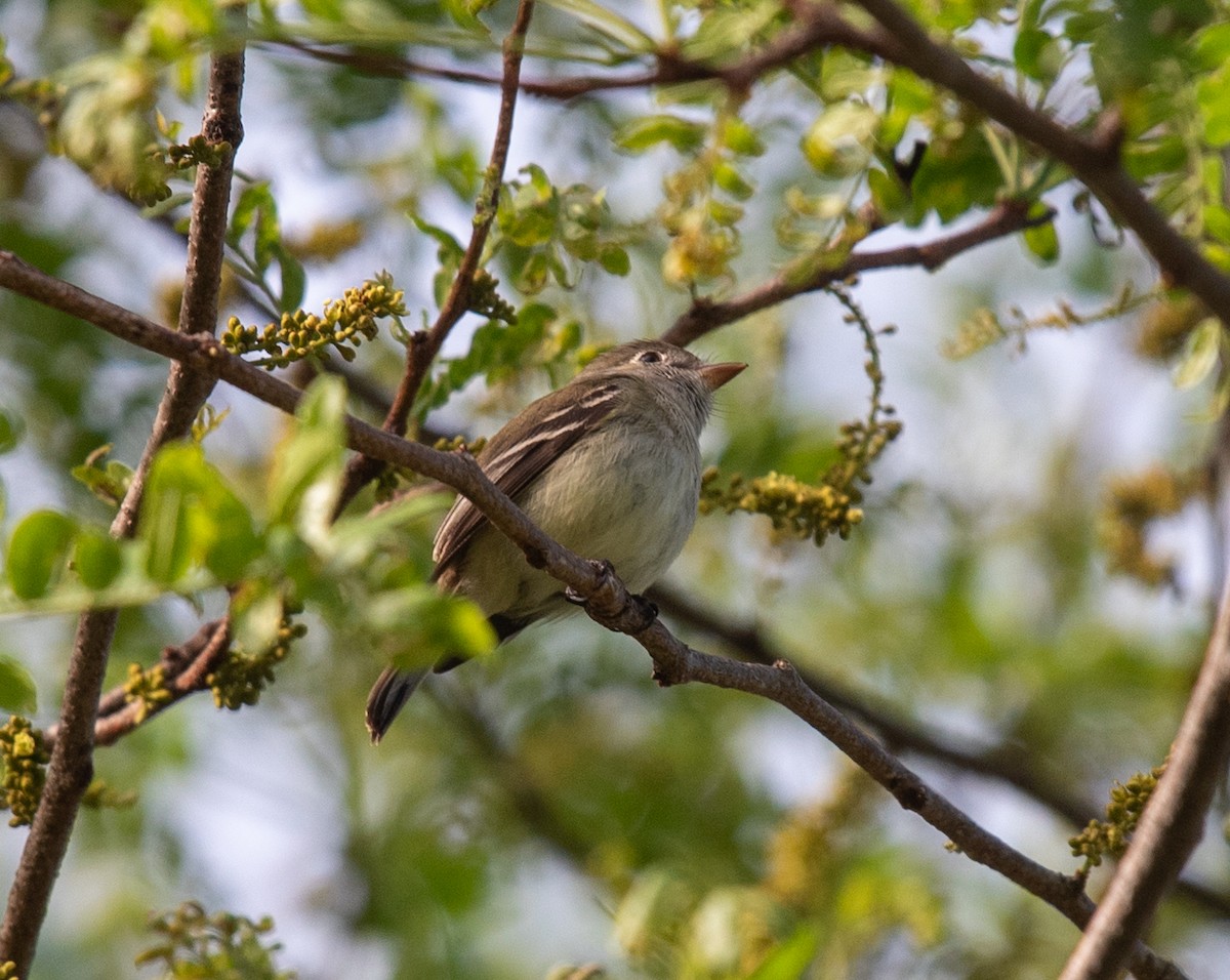 Least Flycatcher - Clive Harris