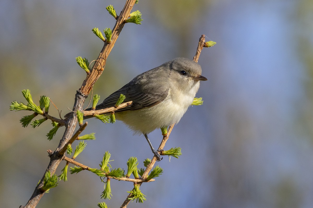 Warbling Vireo - Maurice Pitre