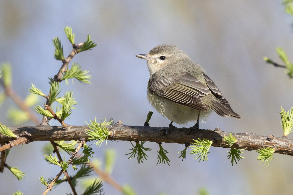 Warbling Vireo - Maurice Pitre