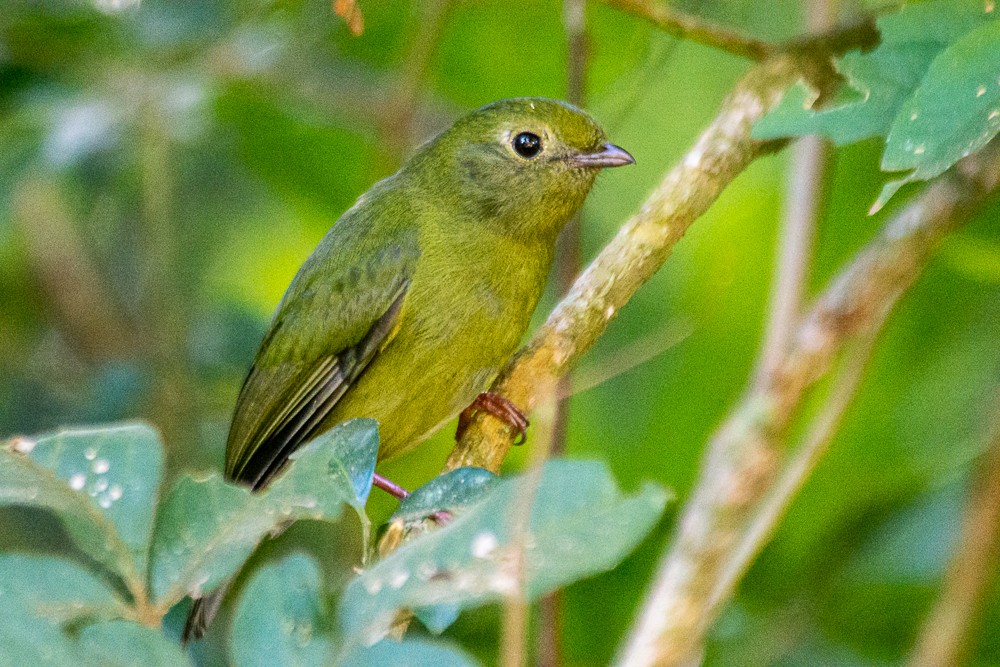 Swallow-tailed Manakin - Anderson  Sandro