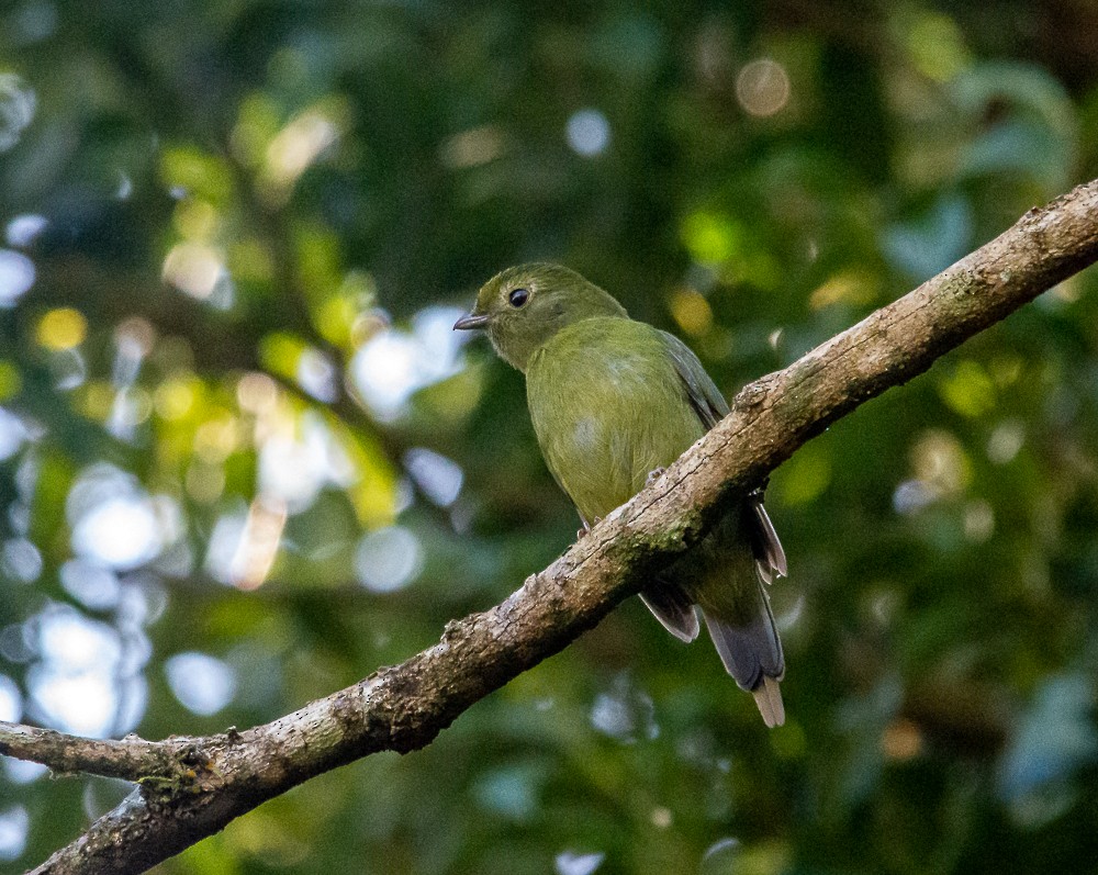 Swallow-tailed Manakin - Anderson  Sandro