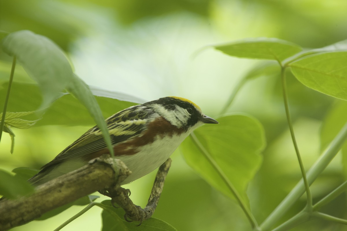 Chestnut-sided Warbler - Paul Miller