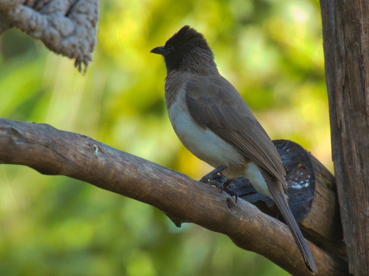 Common Bulbul - Hunter Crooks