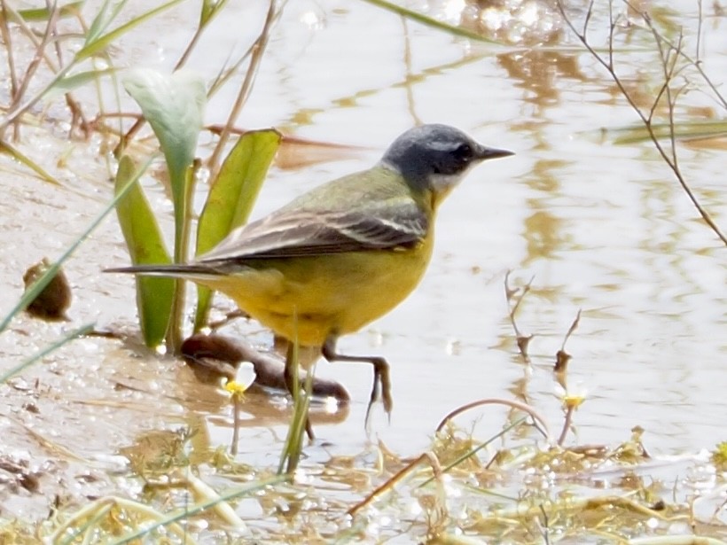 Western Yellow Wagtail - Wendy Feltham