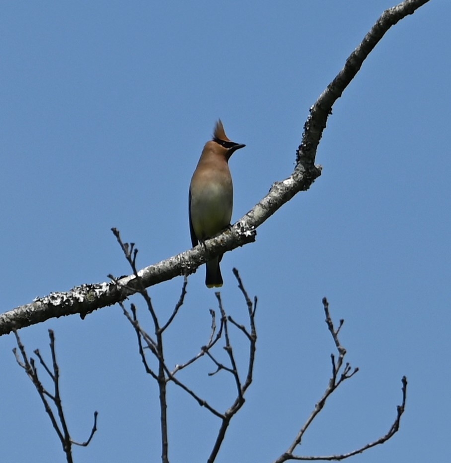 Cedar Waxwing - Ralph Erickson