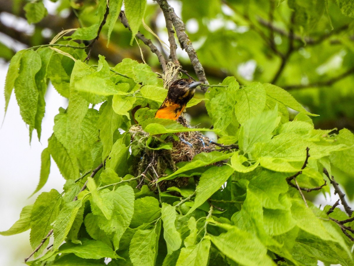 Baltimore Oriole - Susan Brauning