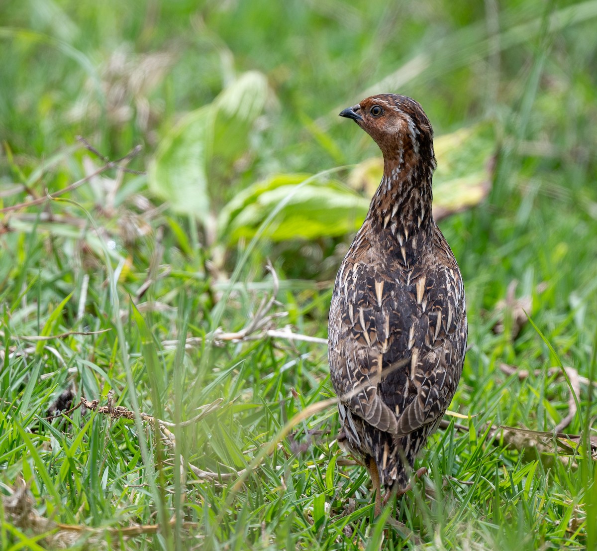 Common Quail - Lizabeth Southworth