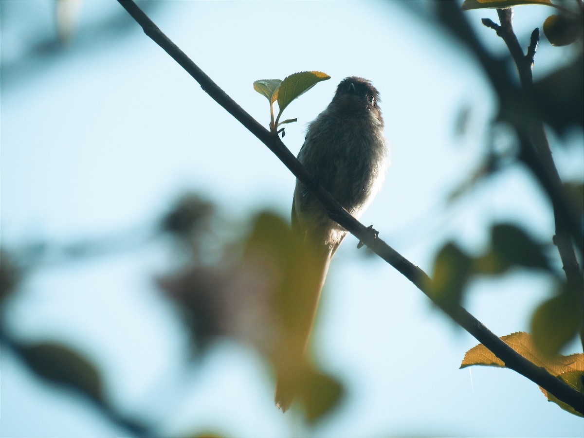 Long-tailed Tit - Ali Khoshdel