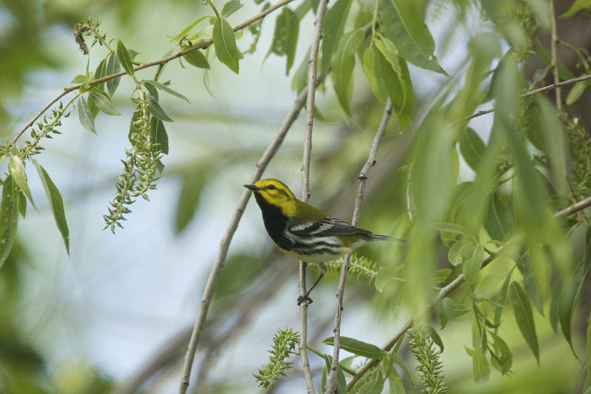 Black-throated Green Warbler - Paul Miller