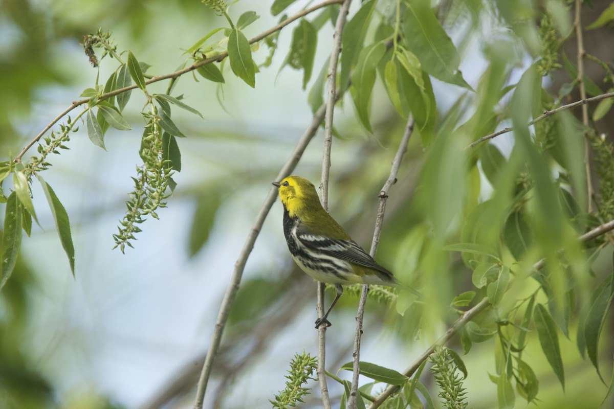 Black-throated Green Warbler - Paul Miller