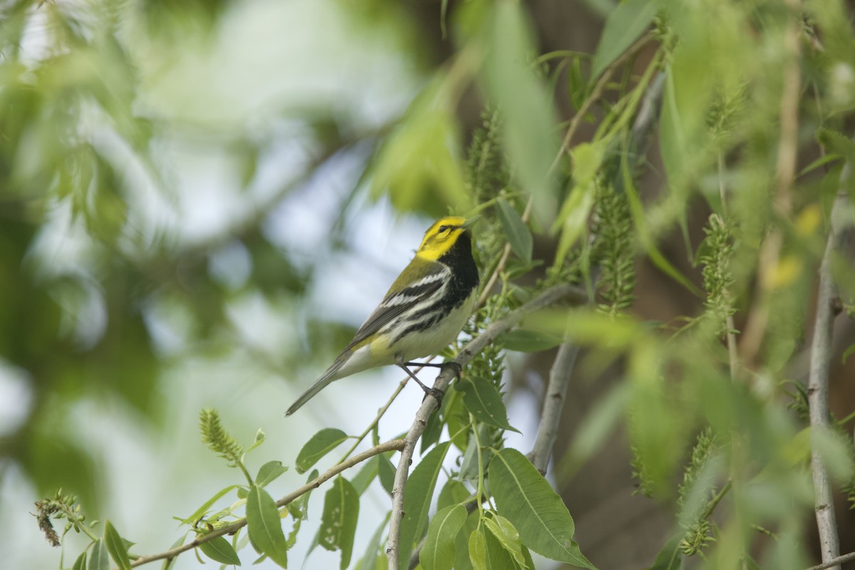 Black-throated Green Warbler - Paul Miller