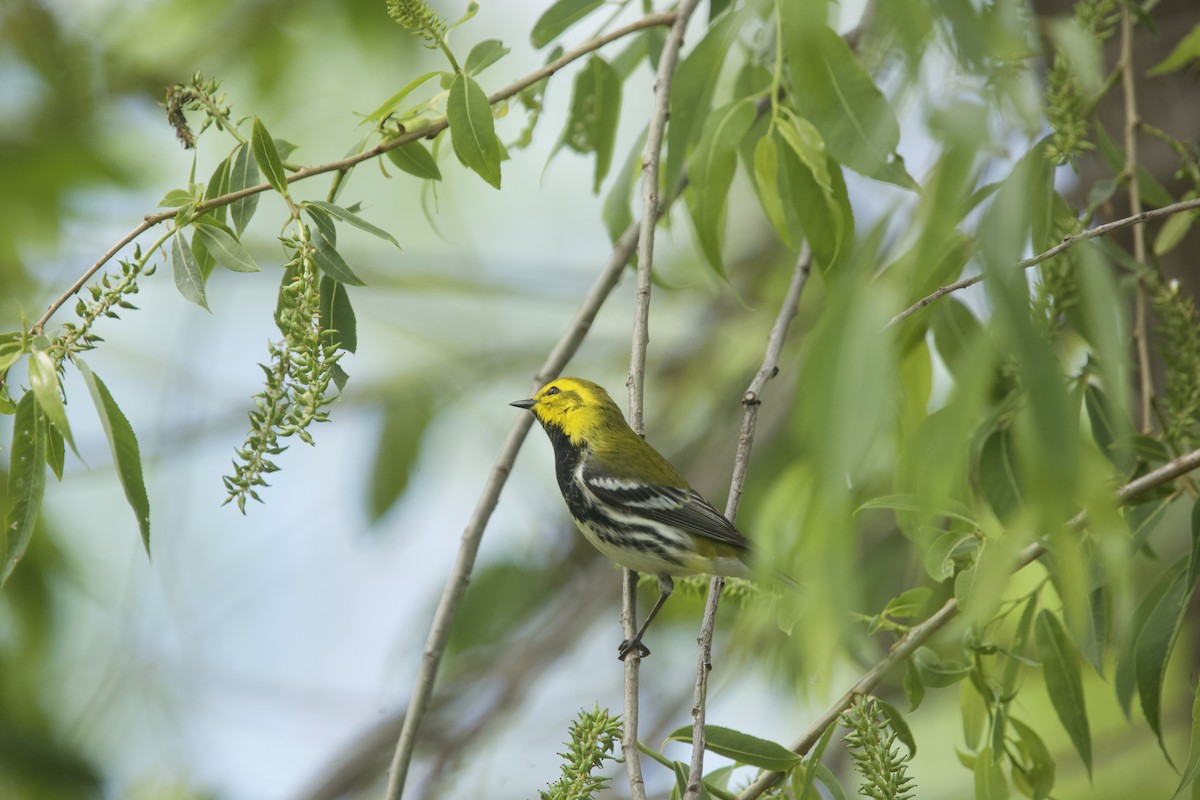 Black-throated Green Warbler - Paul Miller