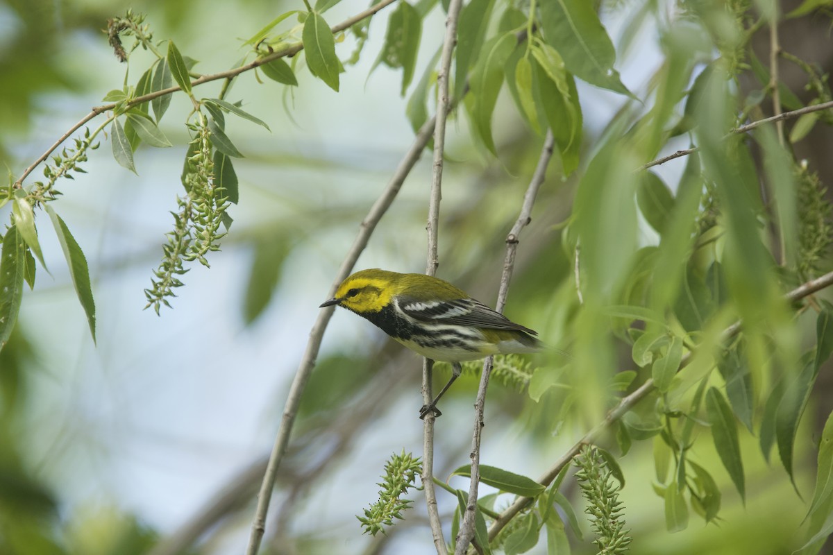 Black-throated Green Warbler - Paul Miller