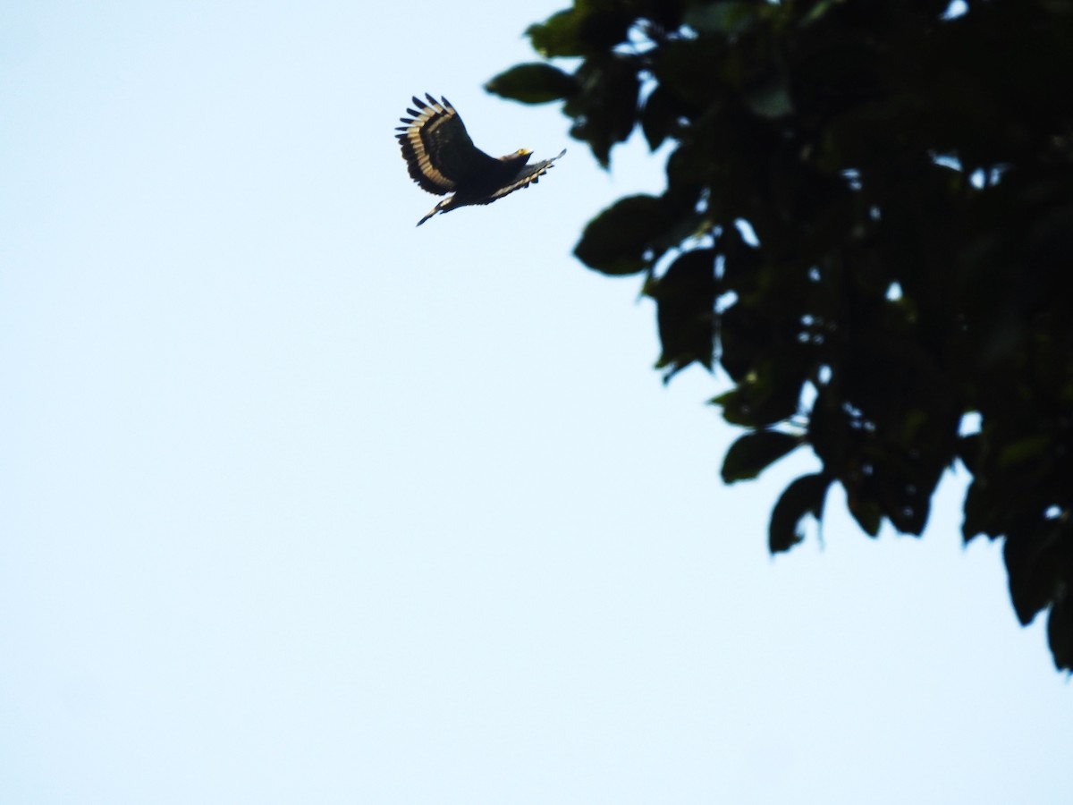 Crested Serpent-Eagle - Subbu Subramanya