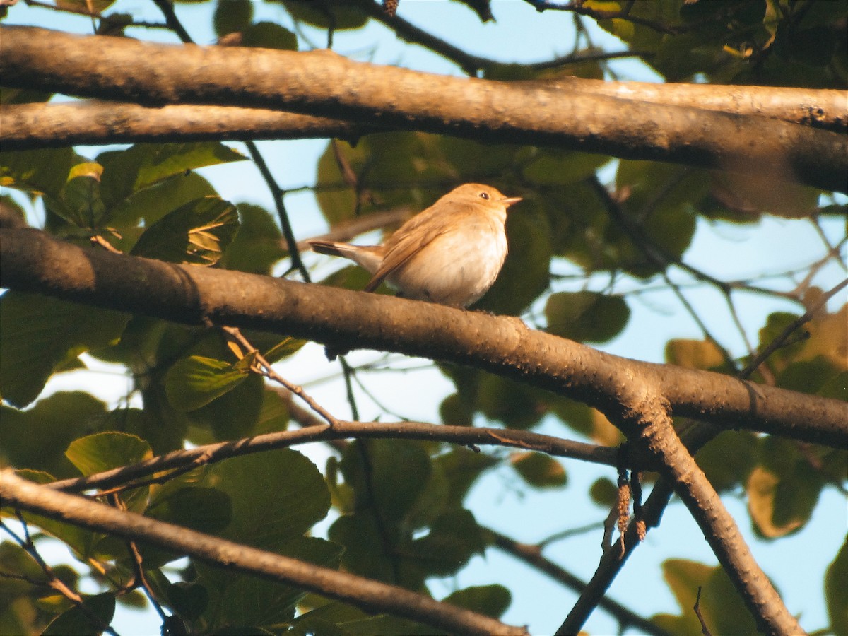 Red-breasted Flycatcher - Ali Khoshdel