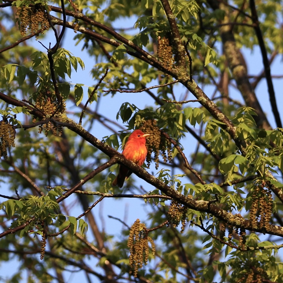 Summer Tanager - Kyle Horton