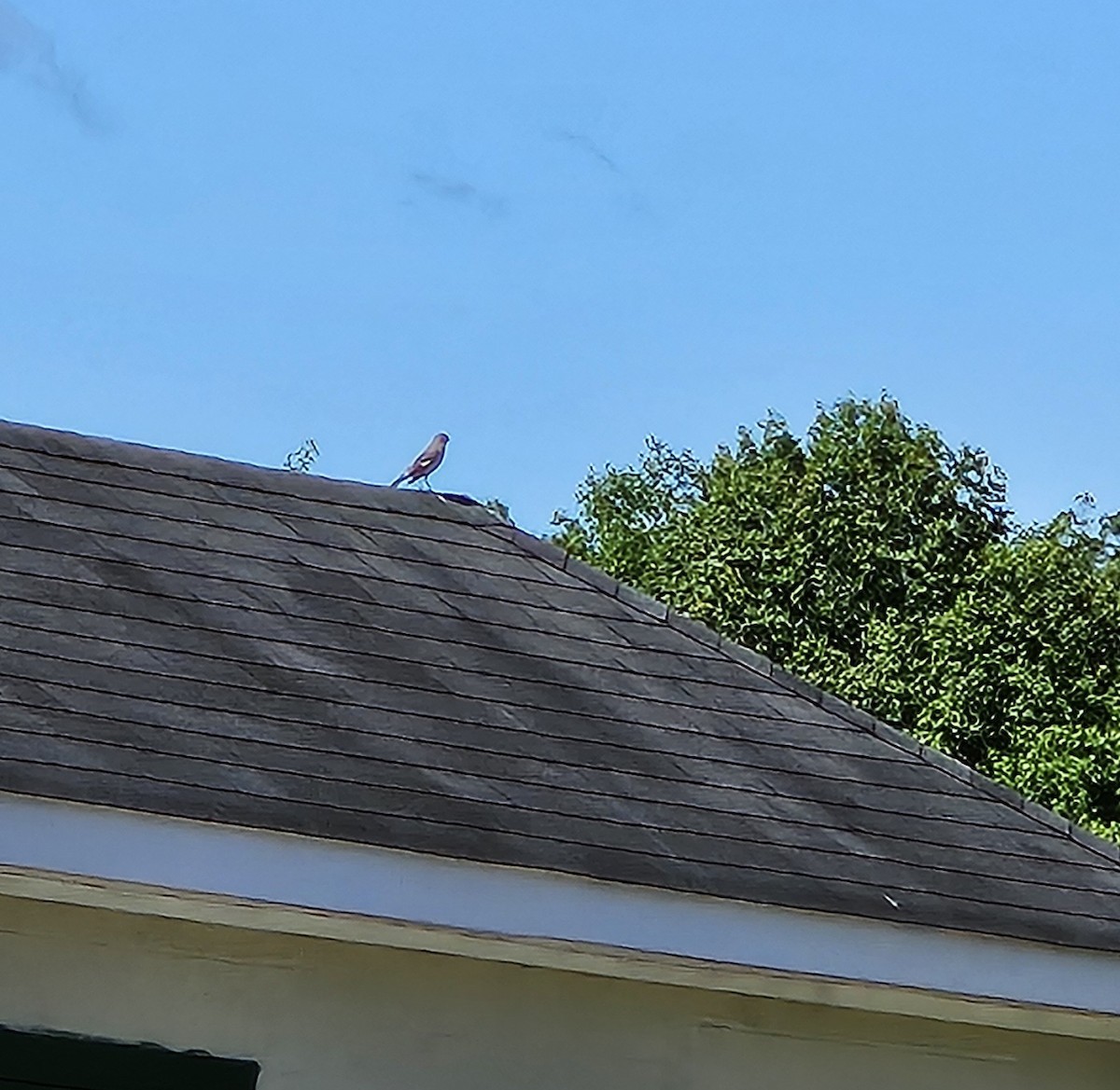 Northern Mockingbird - Vickie Owens