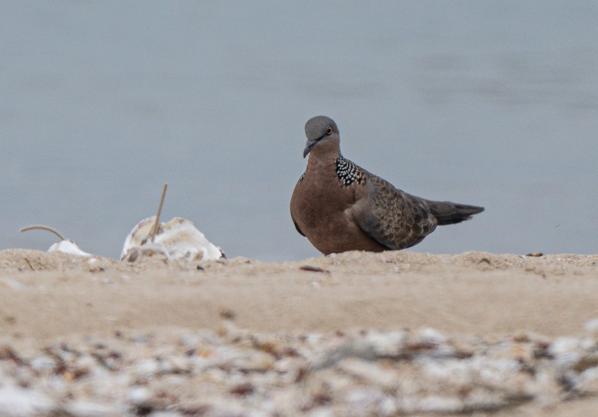 Spotted Dove - ML618813561