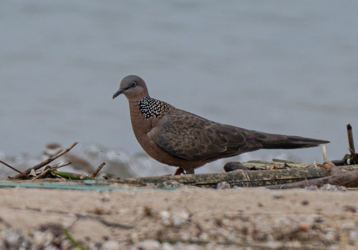 Spotted Dove - ML618813562