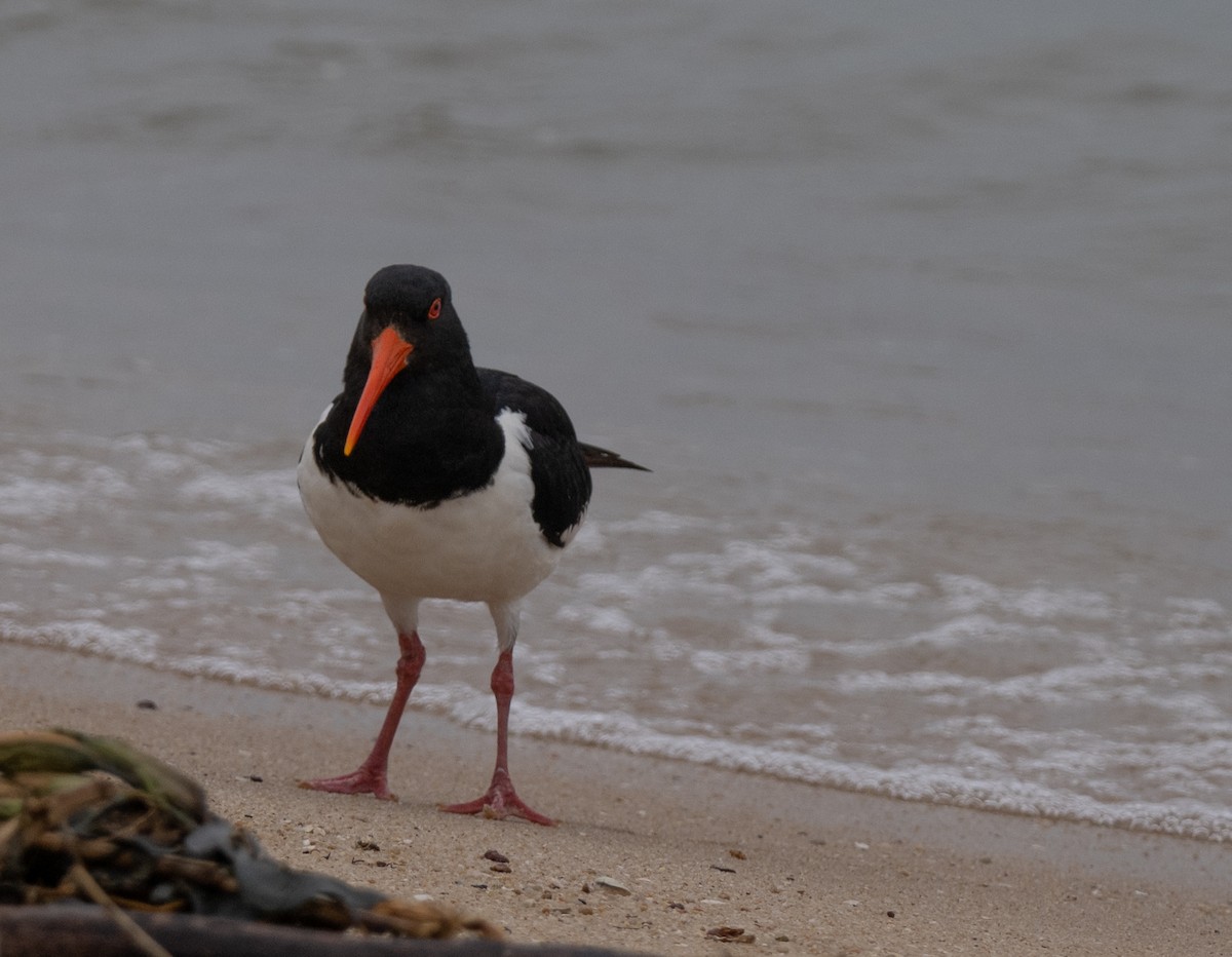 Eurasian Oystercatcher - ML618813568