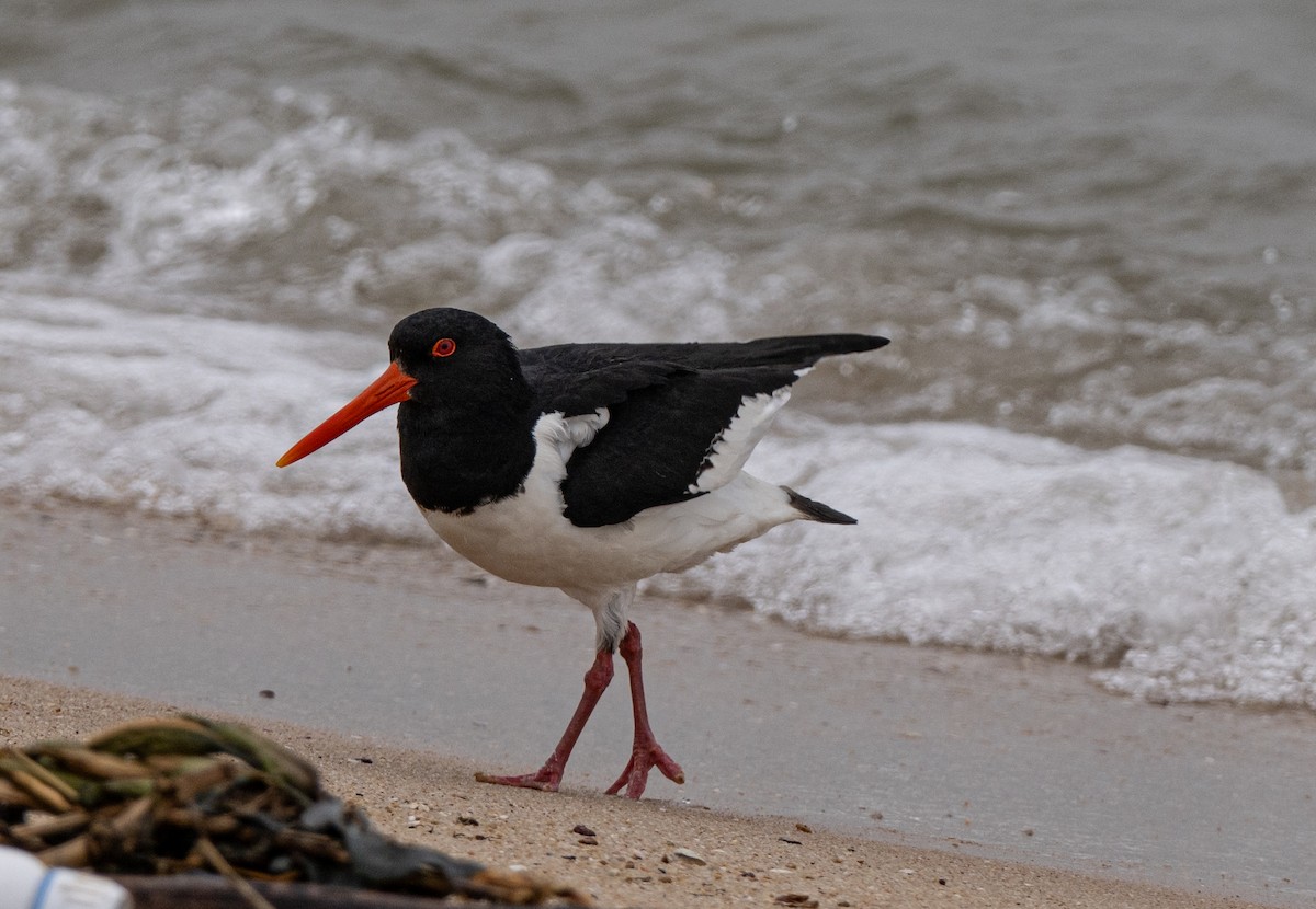 Eurasian Oystercatcher - ML618813569