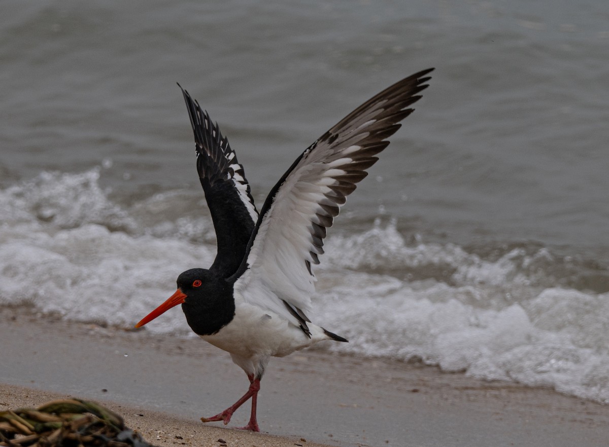 Eurasian Oystercatcher - ML618813570