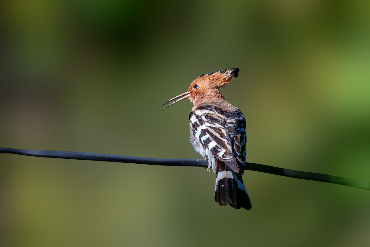 Eurasian Hoopoe - Vivek Saggar