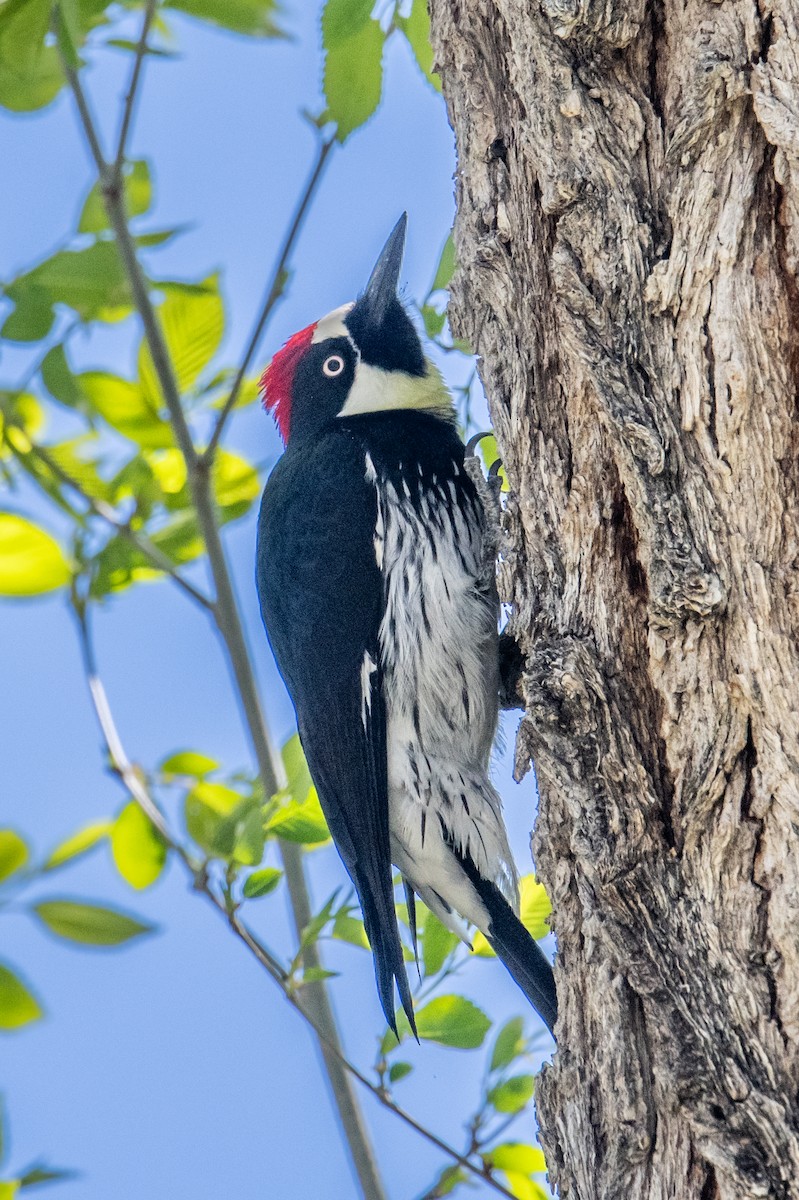Acorn Woodpecker - ML618813579