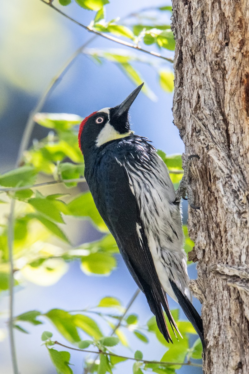 Acorn Woodpecker - ML618813583