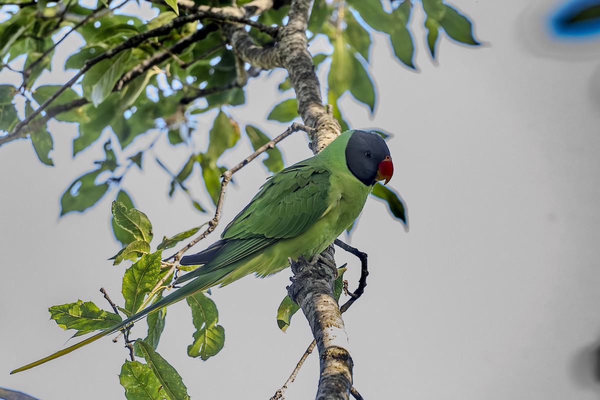 Slaty-headed Parakeet - Vivek Saggar