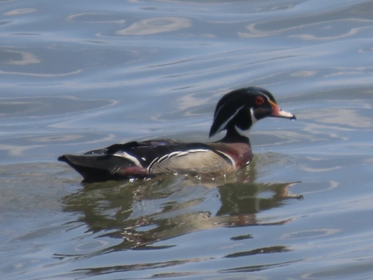 Wood Duck - ML618813591