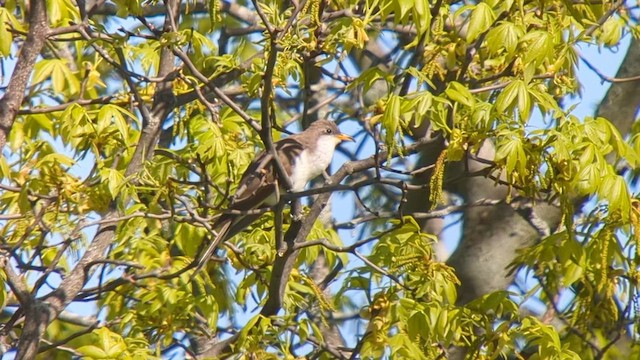 Yellow-billed Cuckoo - ML618813612