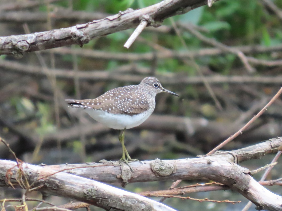 Solitary Sandpiper - Enrico Leonardi