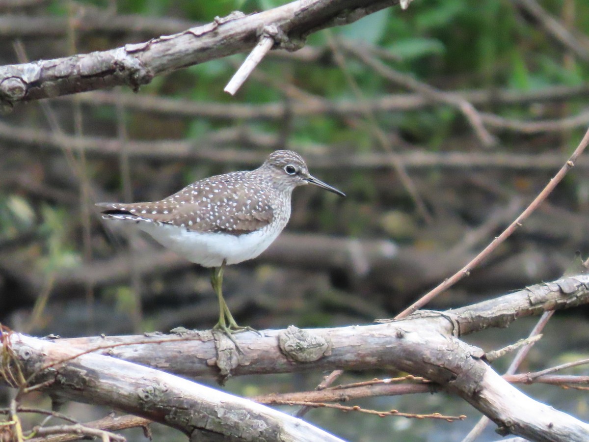 Solitary Sandpiper - Enrico Leonardi