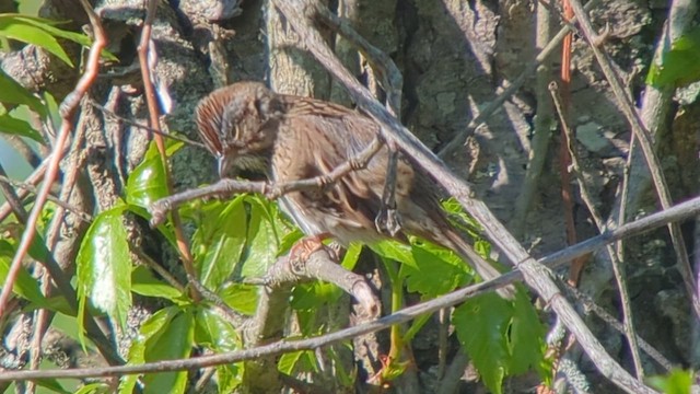 Lincoln's Sparrow - ML618813637