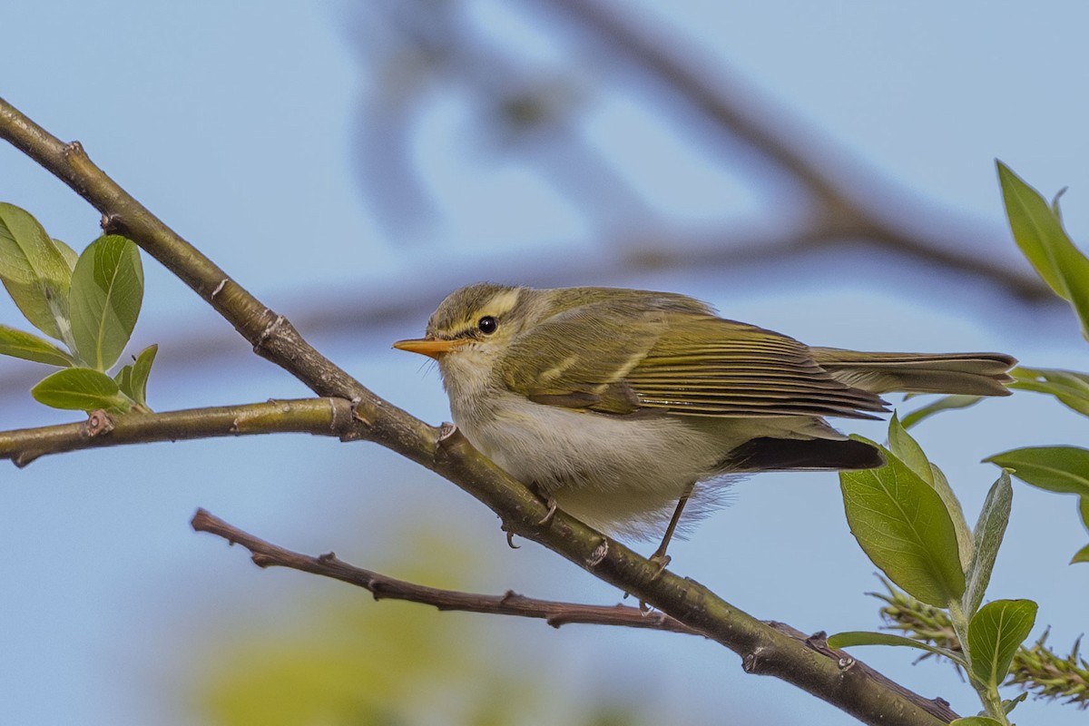 Greenish Warbler - Vivek Saggar